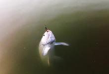 掌握这些遛鱼心得，上大鱼时不再担心跑鱼