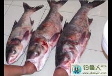 钓鲢鳙的技巧和方法分享