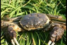 碰到螃蟹闹窝怎么处理？分享几个有用小方法