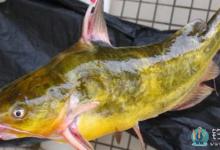 钓黄颡鱼的基本习性和钓法与技巧详解
