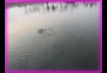 走钓的最大优势是“食找鱼” 提高咬钩的概率