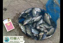竞技钓生口鲫鱼猾口鲫鱼时腥饵的应用分析