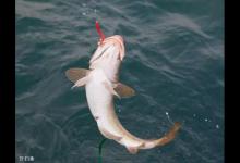 四种钓鲫鱼最经常遇到的脱钩原因