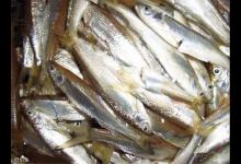 躲不开的小鱼，避不开的闹窝，三则技巧分析