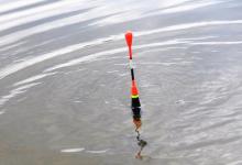 初钓黑坑，细读8个知道，掌握4个技巧