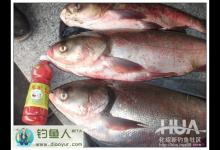 化式广谱饵水库钓鲢鳙分析