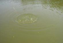 区分不同鱼星及沼气泡的方法