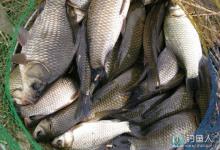 高手推荐钓鲫鱼的注意要点及看漂注意事项