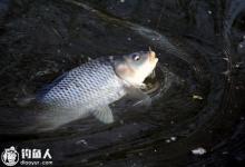 快速消耗鱼体力的呛水遛鱼技巧分析