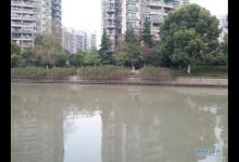 百年一遇小鲫疯狂觅食节奏