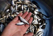 小杂鱼闹窝严重，快来看看这些技巧