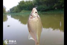 野外垂钓避小杂鱼闹窝的五个方法