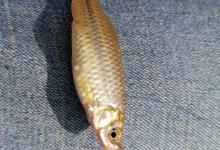 春季钓鱼，如何有效避开麦穗闹窝？4个方法帮助你