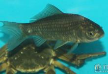 野钓鲫鱼时出现异常状况的处理办法