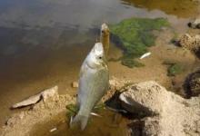 对付小鱼闹窝都有什么招数？