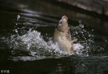 浅谈鱼性和钓鱼选位