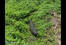 钓鱼大神指导你如何钓黑鱼的技巧