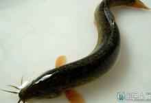 钓泥鳅的钓法和钓饵详细介绍