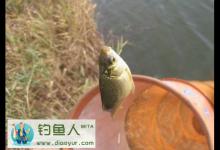 浅水垂钓鲫鱼的技巧和方法