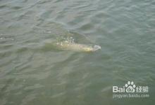 遛鱼的方法，上大鱼如何遛鱼？