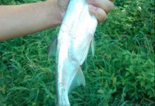 抖杆钓翘嘴的详细技巧分析