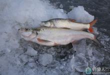 高手分享钓翘嘴红鲌的技巧