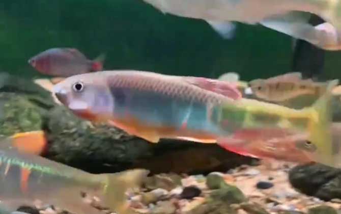 宽鳍鱲是几级保护动物?_鱼类百科_爱钓鱼