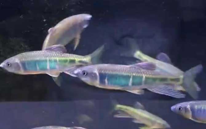 宽鳍鱲是几级保护动物?_鱼类百科_爱钓鱼