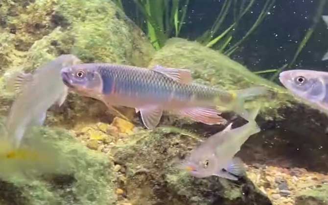 宽鳍鱲分布在哪里?_鱼类百科_爱钓鱼