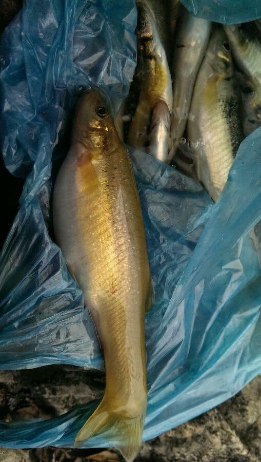 清澈山溪边走边钓,这些野生小鱼,吹弹即破