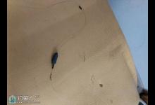 流水河无漂跑铅钓法取大鲫大鲤心得