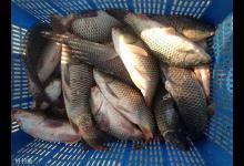 黑坑鱼情探知的一些重要方面介绍