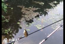 干货分享：野塘的选时选位技巧及钓法