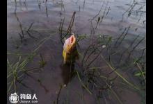 简谈湖泊钓黄颡鱼的技巧