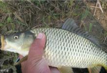 春季江河水库野钓鲤鱼气候和打窝的小窍门