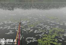 污水鱼塘钓鱼的打窝用饵技巧