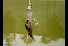 野河手竿钓龙虾的垂钓方法与技巧