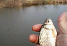 小塘探钓双人拉鲫忙[hn空军一号]