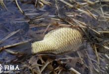 初冬库钓大板鲫的八个实用技巧