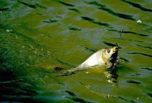 突然停口了先别慌，总结下常见的几种原因