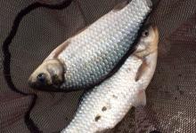 天塘爽钓大板鲫以及聚窝法则