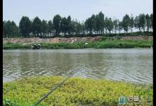 野河钓鲫鱼钓饵钓法要