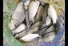 钓鱼高手分享黑坑钓鲫鱼技巧全解