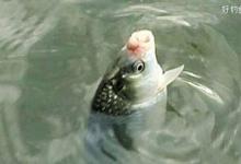 滑鱼难钓？竞技池钓“回锅鱼”的技巧