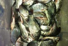 开春天暖鱼活跃水库筏钓记鲫鱼钓获好