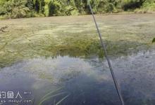秋季野塘草洞钓鲫鱼攻略