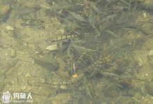 漫谈秋钓溪流石斑鱼的技巧