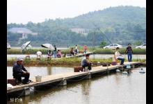 黑坑养殖塘钓鱼的饵料技巧