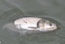 黑坑钓鲢鳙时如何配置诱饵窝料？