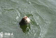 鱼塘钓滑口鱼的选位用饵技巧